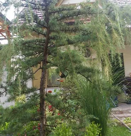 Appartement Cedar *