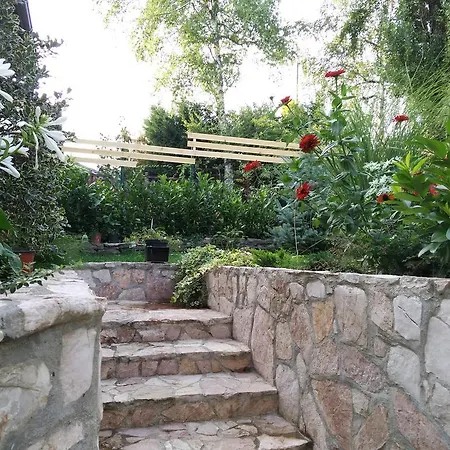 Cedar *